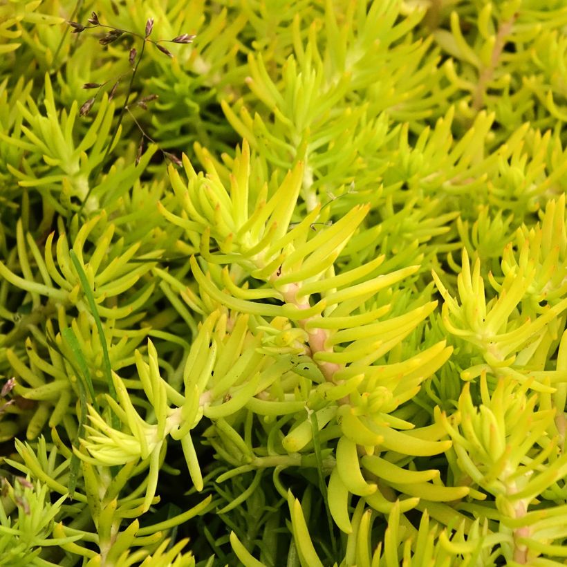 Fetthenne Yellow Cushion - Sedum reflexum (Laub)