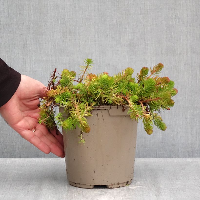 Exemplar von Fetthenne Yellow Cushion - Sedum reflexum Topf mit 3L/4L wie im Herbst geliefert