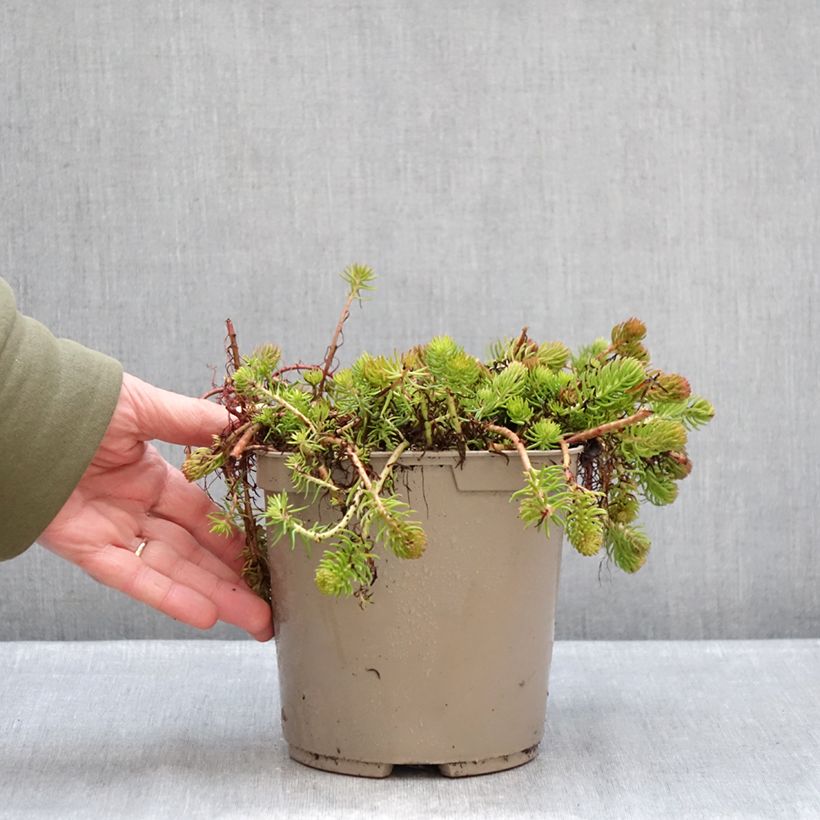 Exemplar von Fetthenne Yellow Cushion - Sedum reflexum Topf mit 3L/4L wie im Winter geliefert