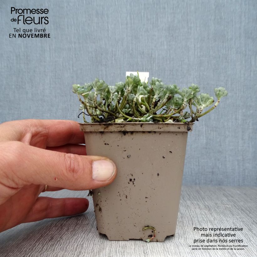 Exemplar von Fetthenne Cape Blanco - Sedum spathulifolium Kleine Töpfe von 8/9 cm wie im Herbst geliefert