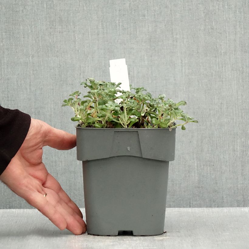 Exemplar von Fetthenne Purpureum - Sedum spathulifolium Topf mit 2L/3L wie im Herbst geliefert