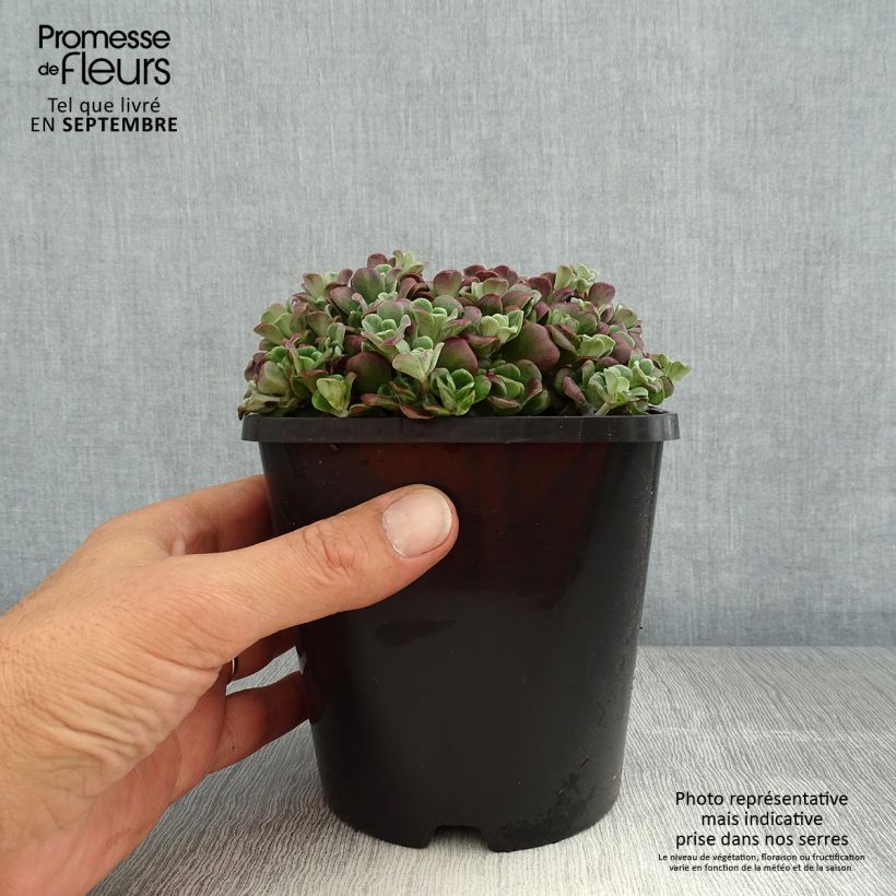 Exemplar von Fetthenne Purpureum - Sedum spathulifolium Topf mit 2L/3L wie im Sommer geliefert