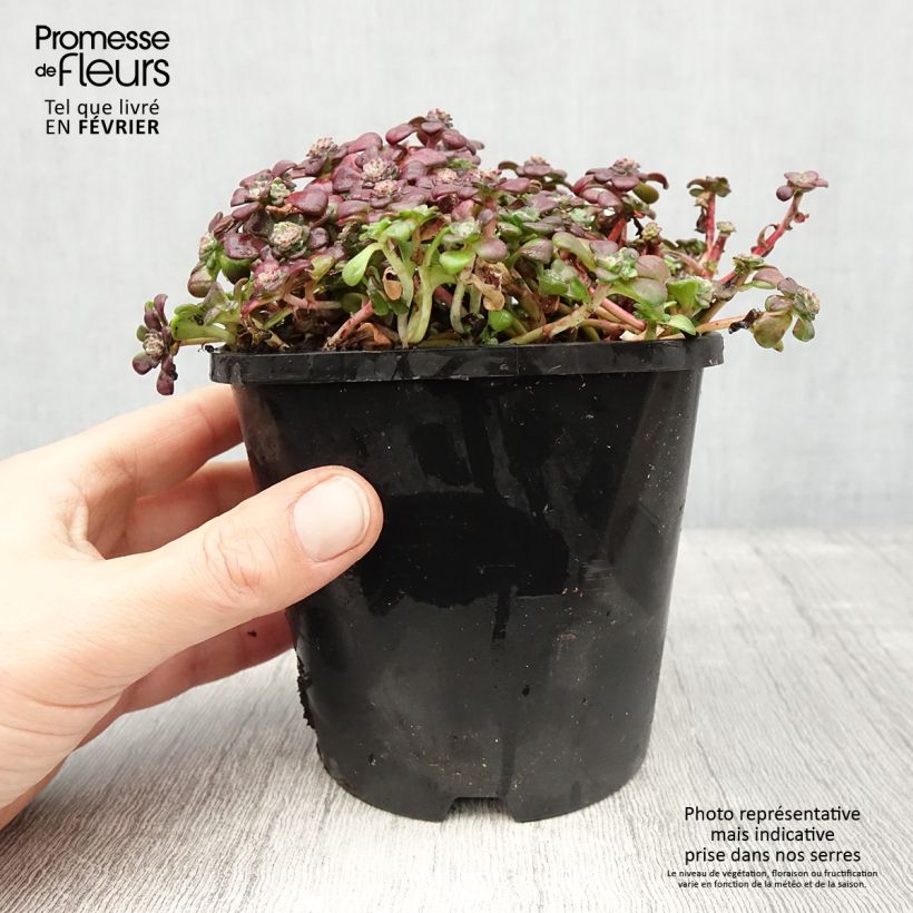 Exemplar von Fetthenne Purpureum - Sedum spathulifolium Topf mit 2L/3L wie im Winter geliefert