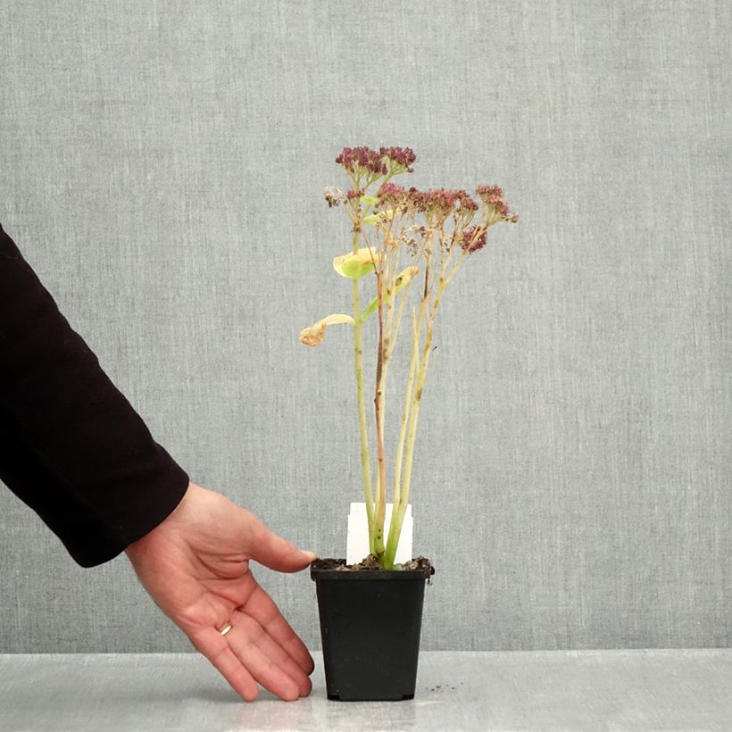 Exemplar von Fetthenne Brilliant - Sedum spectabile Kleine Töpfe von 8/9 cm wie im Herbst geliefert