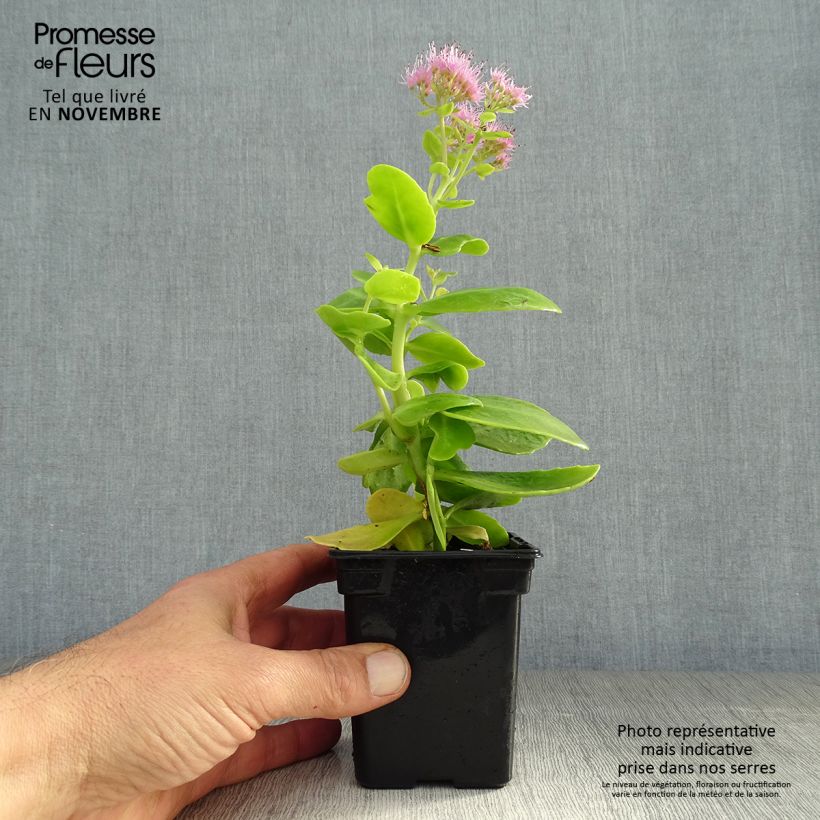 Exemplar von Fetthenne Carmen - Sedum spectabile Kleine Töpfe von 7/8 cm wie im Herbst geliefert