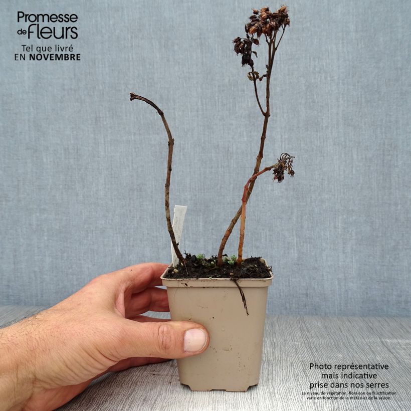 Exemplar von Fetthenne Meteor - Sedum spectabile Kleine Töpfe von 8/9 cm wie im Herbst geliefert