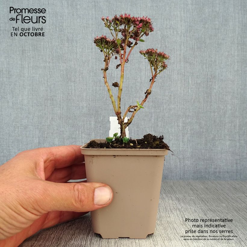 Exemplar von Fetthenne Septemberglut - Sedum spectabile Kleine Töpfe von 8/9 cm wie im Herbst geliefert