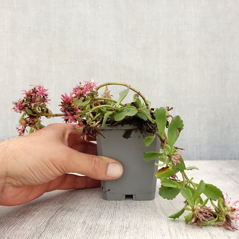 Exemplar von Fetthenne Dragon Blood - Sedum spurium Kleine Töpfe von 8/9 cm wie im Herbst geliefert