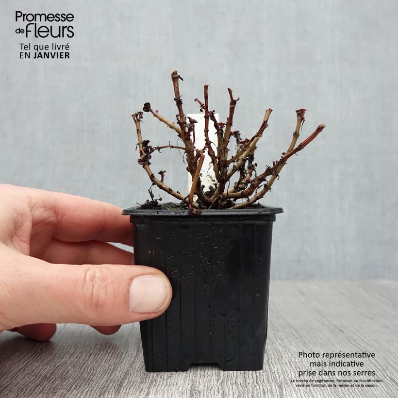 Exemplar von Fetthenne Dragon Blood - Sedum spurium Kleine Töpfe von 8/9 cm wie im Winter geliefert