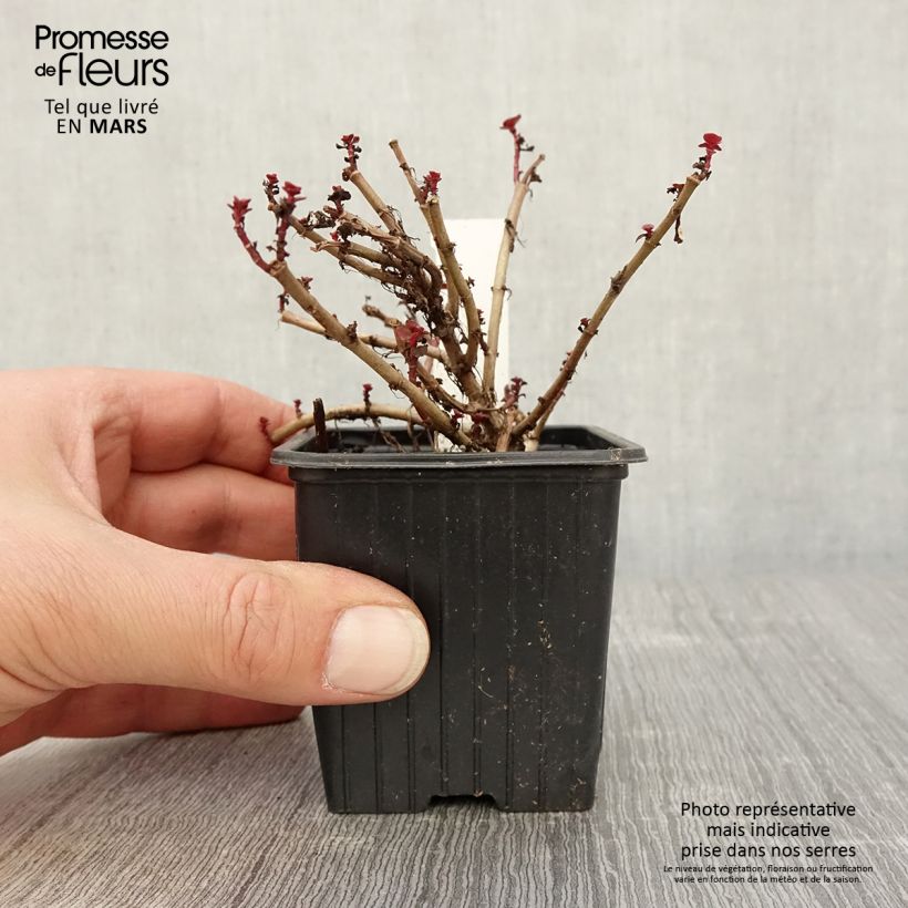 Exemplar von Fetthenne Dragon Blood - Sedum spurium Kleine Töpfe von 8/9 cm wie im Frühjahr geliefert