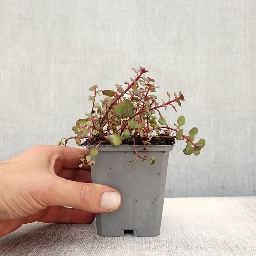 Exemplar von Fetthenne Woodoo - Sedum spurium Kleine Töpfe von 8/9 cm wie im Herbst geliefert