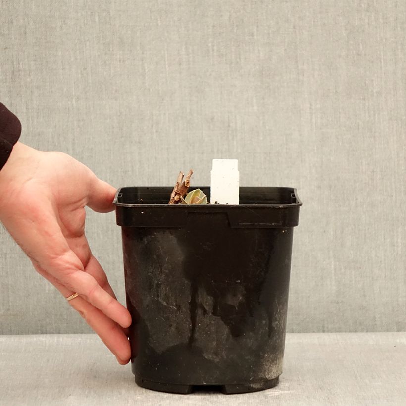 Exemplar von Fetthenne Sunsparkler Blue Pearl - Sedum Topf mit 2L/3L wie im Winter geliefert