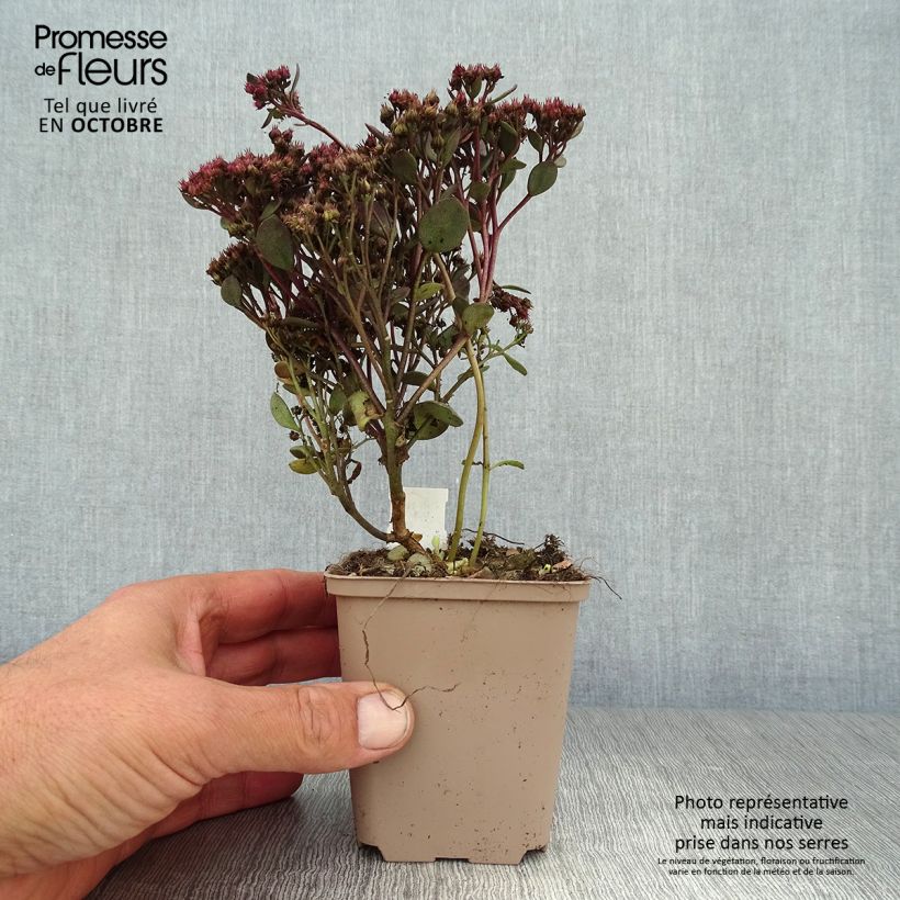 Exemplar von Fetthenne Sunsparkler Dazzleberry - Sedum Kleine Töpfe von 8/9 cm wie im Herbst geliefert