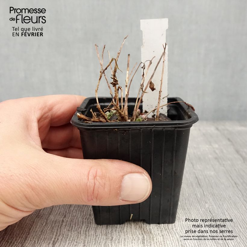 Exemplar von Fetthenne Sunsparkler Dream Dazzler - Sedum Kleine Töpfe von 8/9 cm wie im Winter geliefert