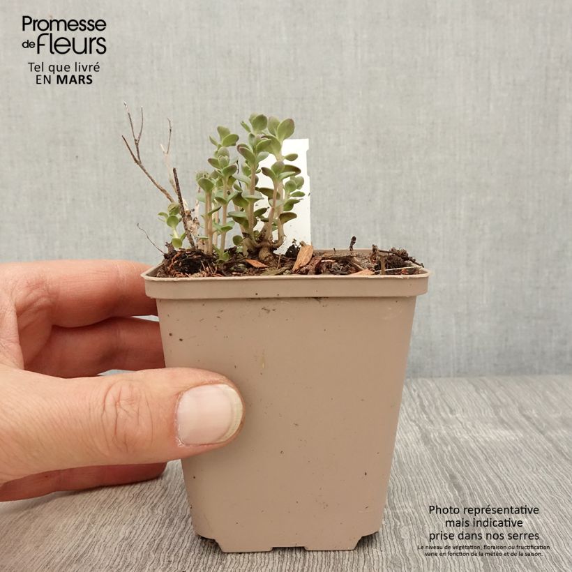 Exemplar von Fetthenne Sunsparkler Plum Dazzled - Sedum Kleine Töpfe von 8/9 cm wie im Frühjahr geliefert