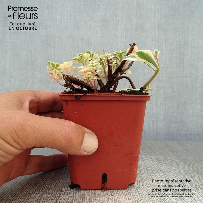 Exemplar von Fetthenne Atlantis - Sedum takesimense Kleine Töpfe von 8/9 cm wie im Herbst geliefert