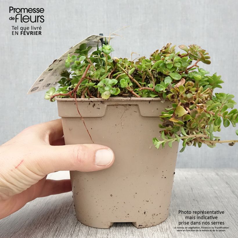 Exemplar von Fetthenne Coral Reef - Sedum tetractinum Topf mit 2L/3L wie im Winter geliefert