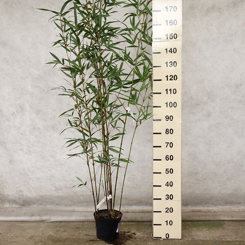 Exemplar von Semiarundinaria fastuosa Viridis - Narihira-Bambus Topf mit 4L/5L wie im Herbst geliefert