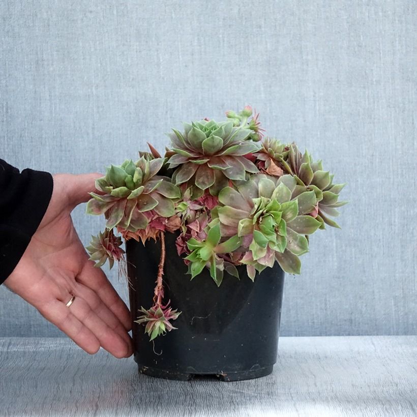 Exemplar von Hauswurz (BigSam series) Ruby Star - Sempervivum Topf mit 3L/4L wie im Herbst geliefert