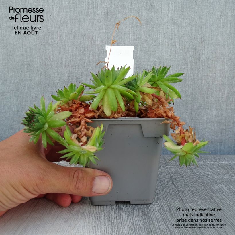 Exemplar von Hauswurz Chick Charms Appletini - Sempervivum Topf 10 cm/11cm wie im Sommer geliefert