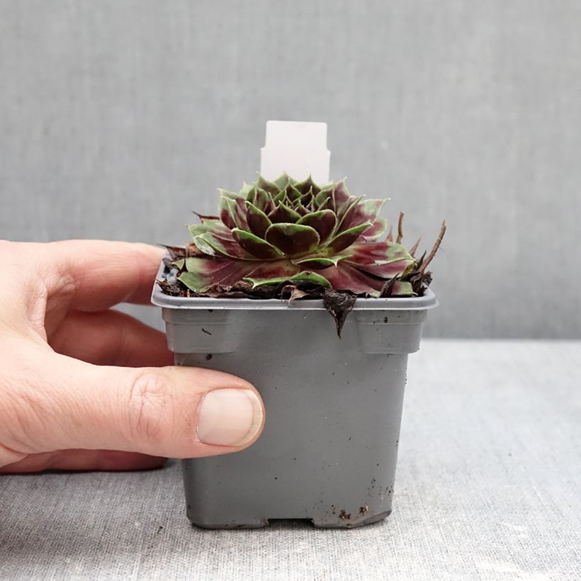 Exemplar von Sempervivum Colorockz Coconut Crystal - Joubarbe Kleine Töpfe von 8/9 cm wie im Winter geliefert