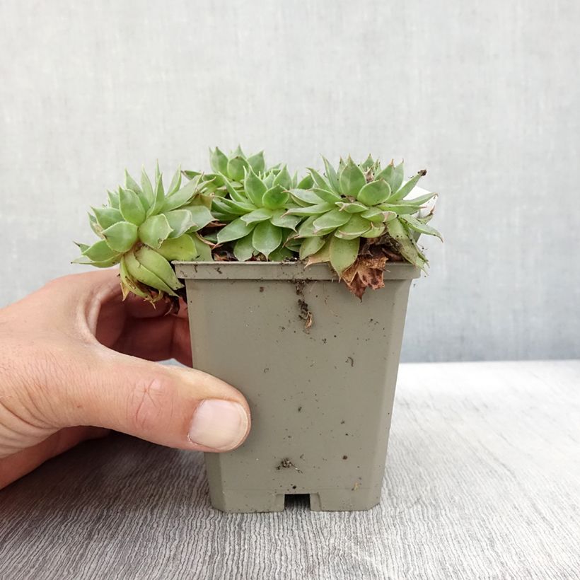 Exemplar von Hauswurz Gay Jester - Sempervivum Kleine Töpfe von 8/9 cm wie im Herbst geliefert