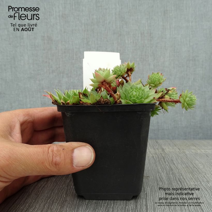 Exemplar von Hauswurz Gay Jester - Sempervivum Kleine Töpfe von 8/9 cm wie im Sommer geliefert