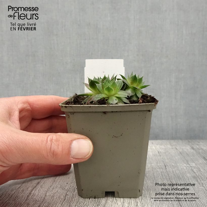 Exemplar von Hauswurz Gay Jester - Sempervivum Kleine Töpfe von 8/9 cm wie im Winter geliefert