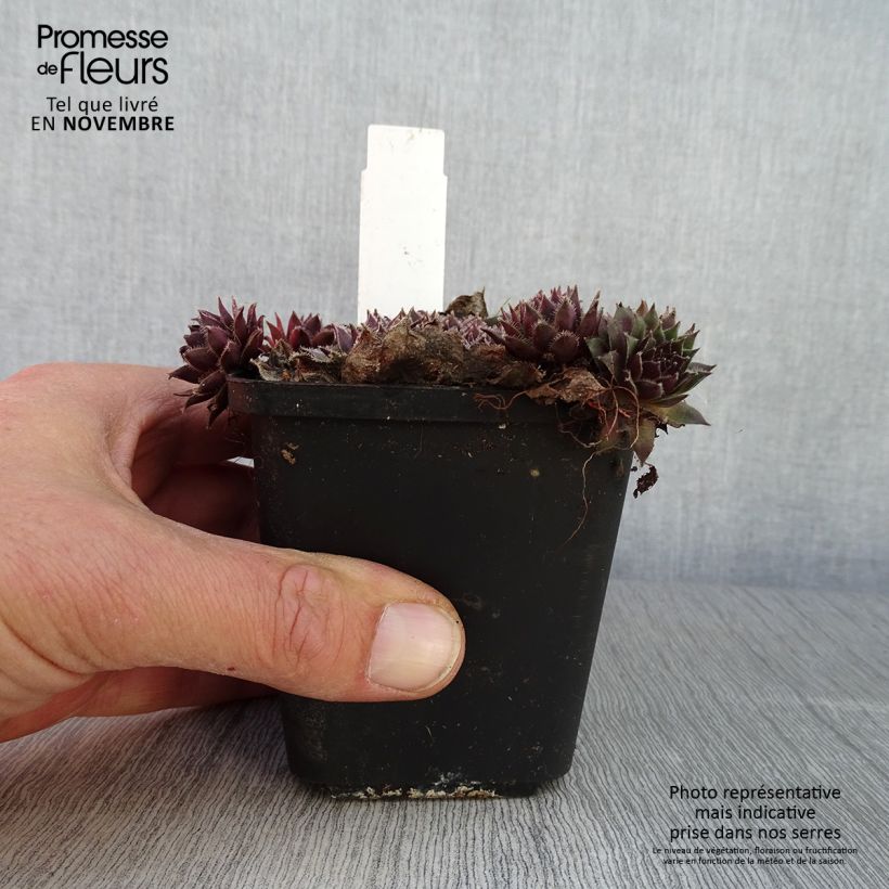 Exemplar von Hauswurz Pilatus - Sempervivum Kleine Töpfe von 8/9 cm wie im Herbst geliefert