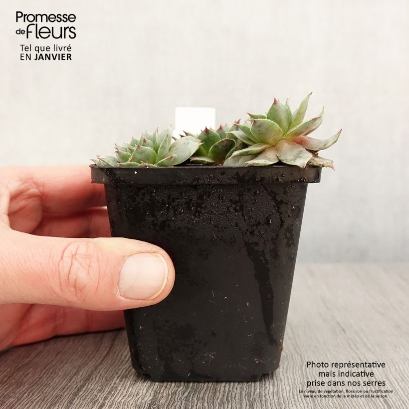 Exemplar von Hauswurz Purple Beauty - Sempervivum Kleine Töpfe von 8/9 cm wie im Winter geliefert