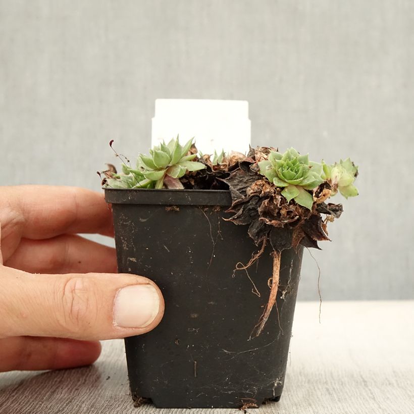 Exemplar von Hauswurz Rauher Kulm - Sempervivum Kleine Töpfe von 8/9 cm wie im Herbst geliefert