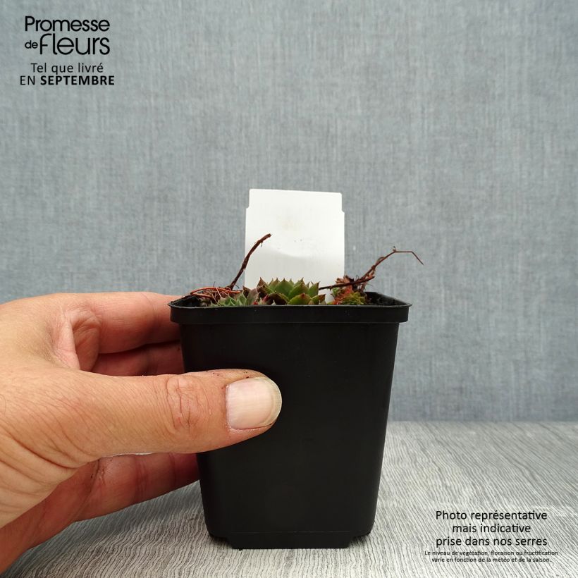 Exemplar von Hauswurz Santis - Sempervivum Kleine Töpfe von 8/9 cm wie im Herbst geliefert