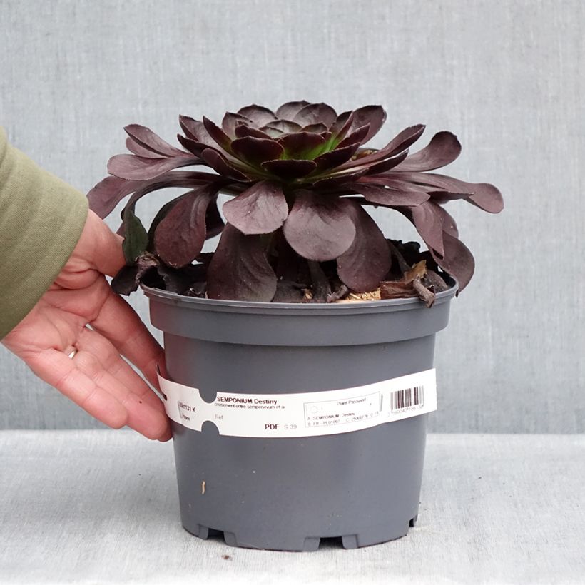 Exemplar von Semponium Destiny - Hybrid-Aeonium Topf mit 2L/3L wie im Winter geliefert