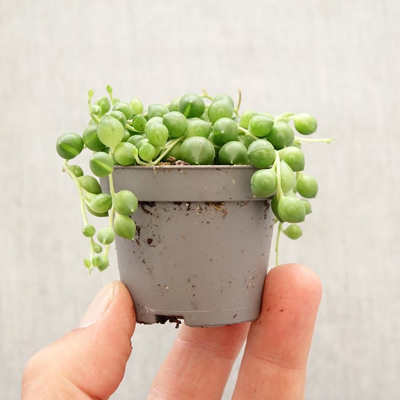 Exemplar von Erbsenpflanze - Senecio herreianus Mini-plante wie im Frühjahr geliefert