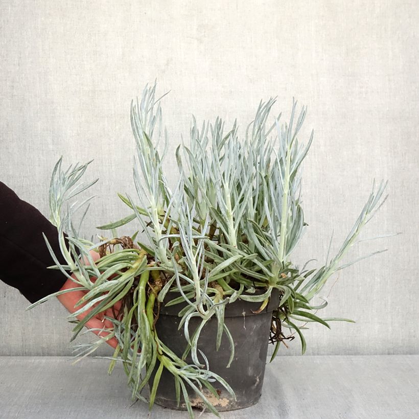 Exemplar von Senecio serpens - Kreuzkraut Topf mit 3L/4L wie im Winter geliefert
