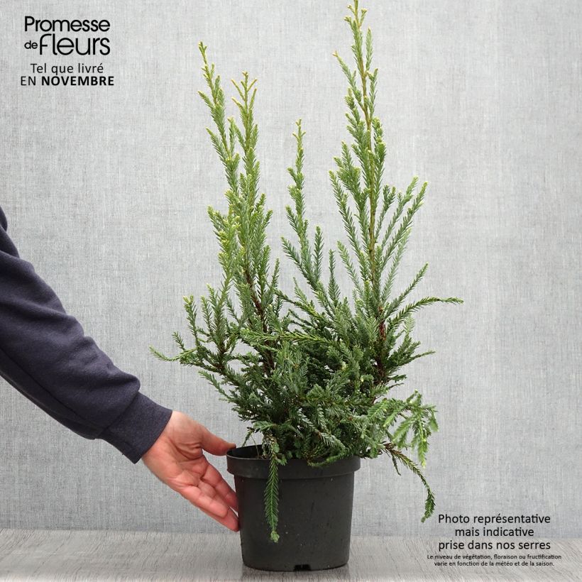 Exemplar von Sequoia sempervirens Adpressa - Küstenmammutbaum Topf mit 3L/4L wie im Herbst geliefert