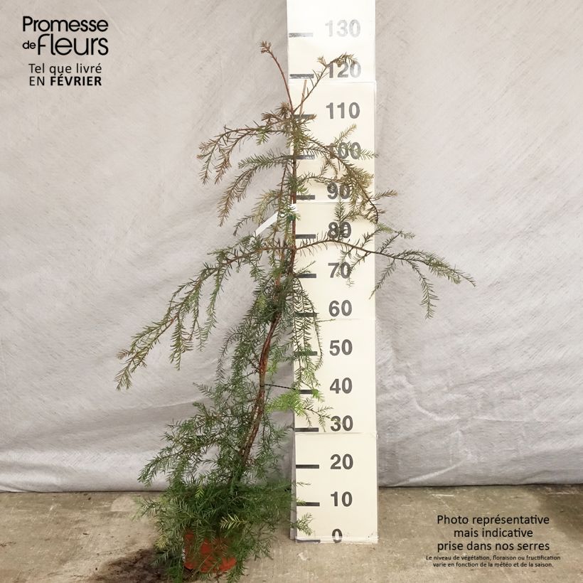 Exemplar von Sequoia sempervirens - Küstenmammutbaum Topf mit 3L/4L wie im Winter geliefert