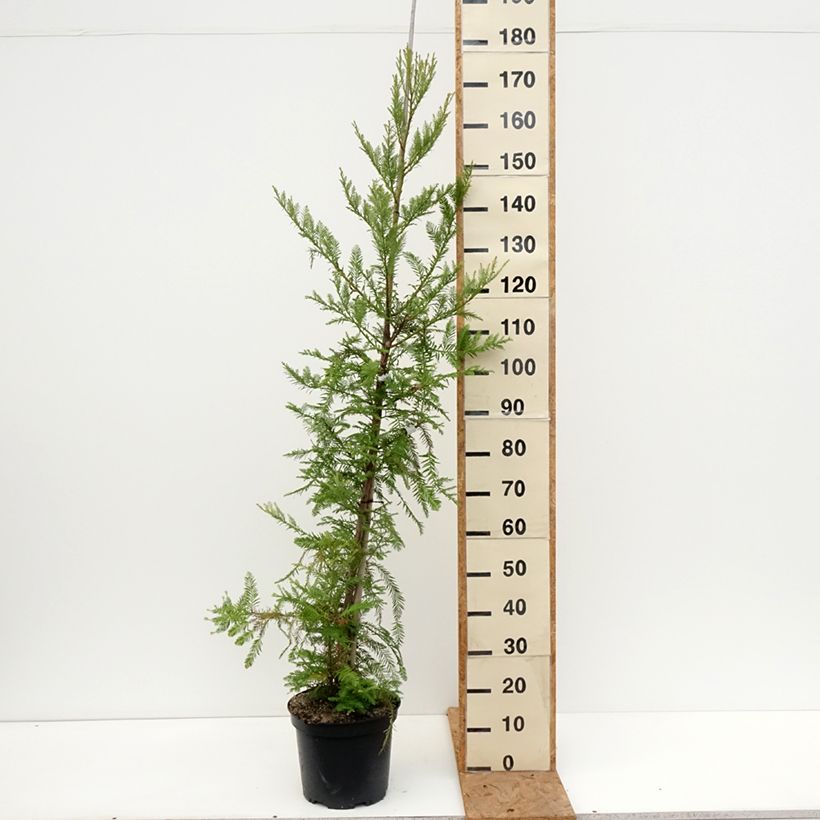 Exemplar von Sequoia sempervirens - Küstenmammutbaum Topf mit 7,5L/10L wie im Herbst geliefert