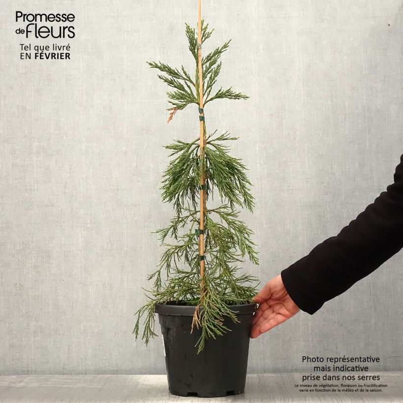 Exemplar von Sequoiadendron giganteum Pendulum - Bergmammutbaum Topf mit 4L/5L wie im Winter geliefert