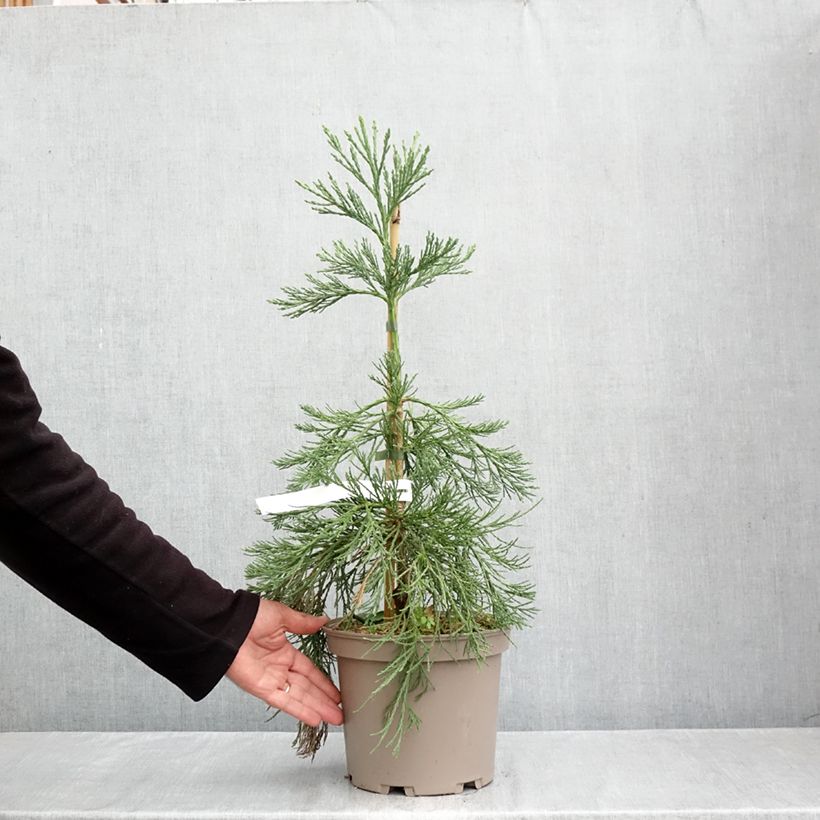 Exemplar von Sequoiadendron giganteum Pendulum - Bergmammutbaum Topf mit 4L/5L wie im Herbst geliefert