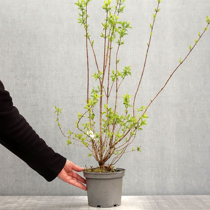 Exemplar von Gefüllter Gartenjasmin Mrs E.L. Robinson - Philadelphus virginalis Topf mit 2L/3L wie im Frühjahr geliefert