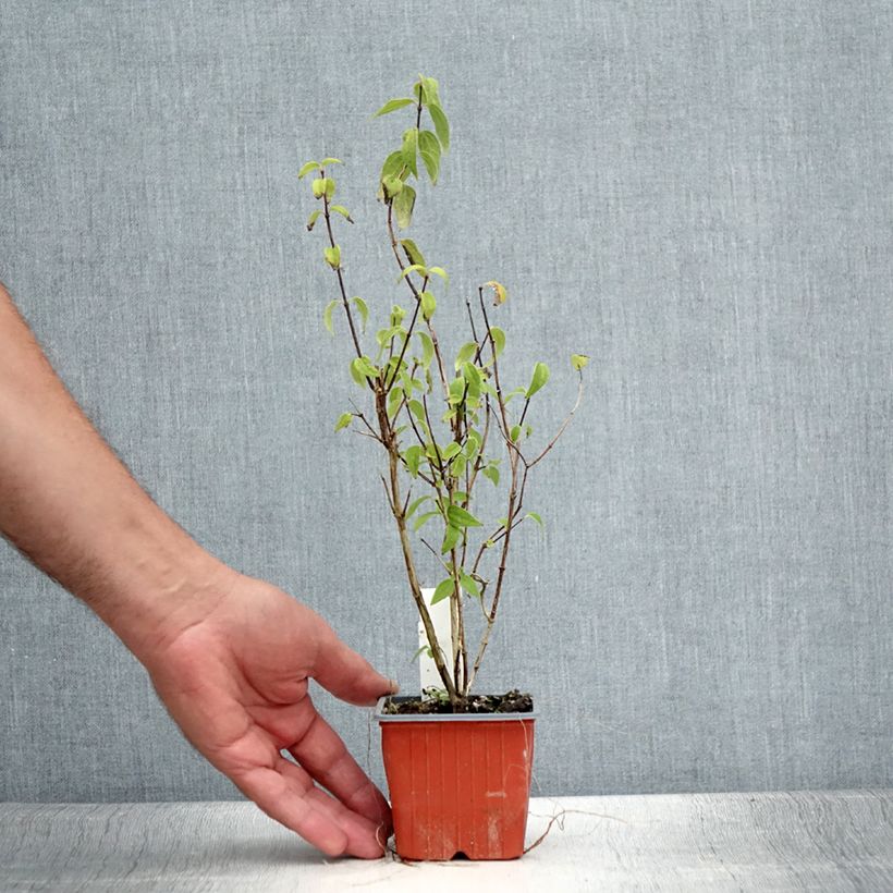 Exemplar von Lemoines Pfeifenstrauch - Philadelphus lemoinei Kleine Töpfe von 8/9 cm wie im Sommer geliefert