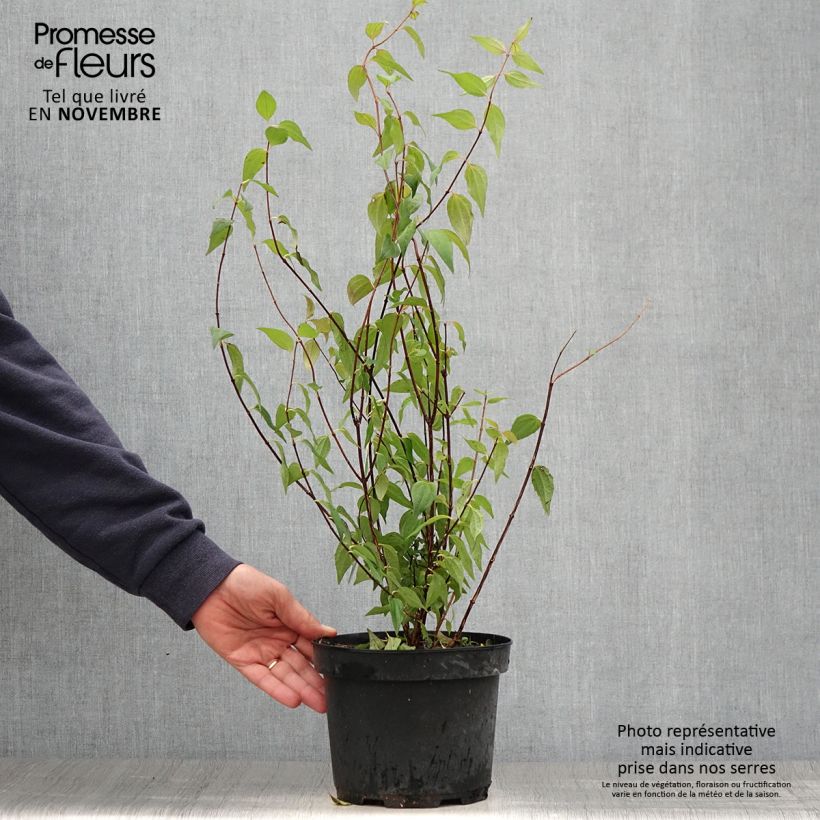 Exemplar von Lemoines Pfeifenstrauch - Philadelphus lemoinei Topf mit 3L/4L wie im Herbst geliefert
