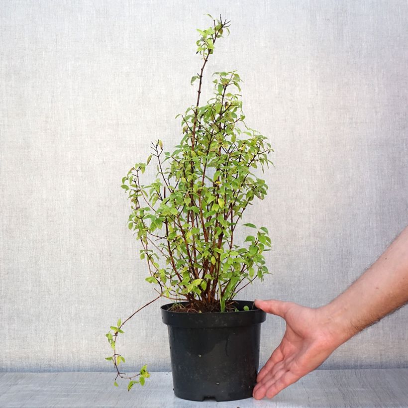 Exemplar von Lemoines Pfeifenstrauch - Philadelphus lemoinei Topf mit 3L/4L wie im Sommer geliefert