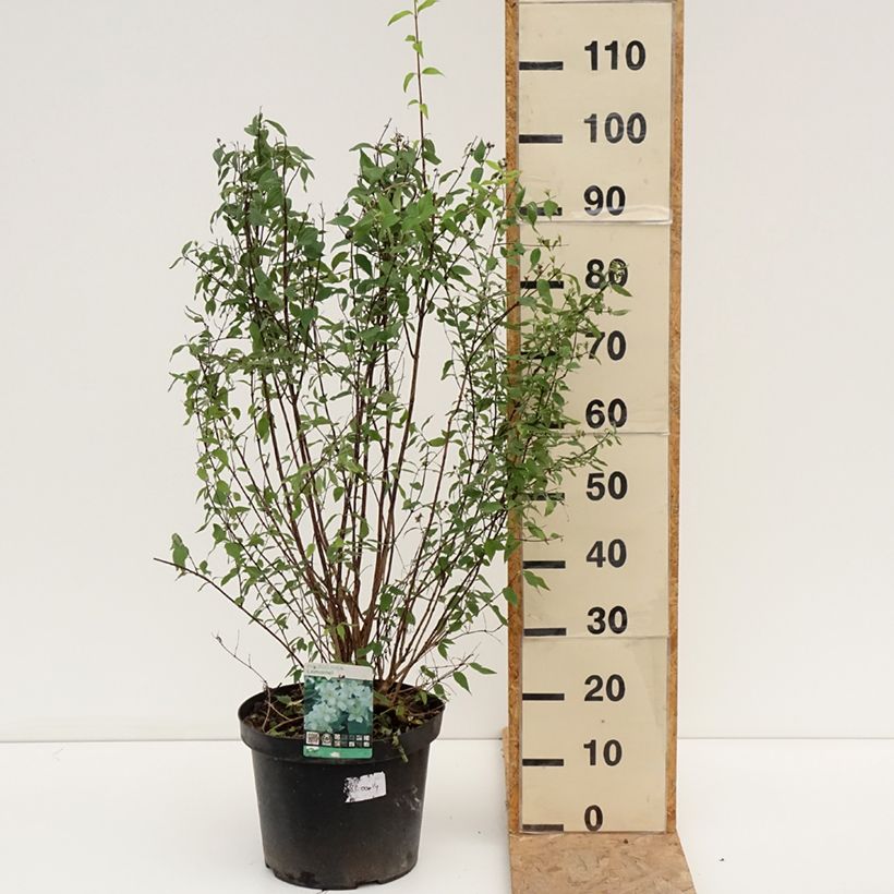 Exemplar von Lemoines Pfeifenstrauch - Philadelphus lemoinei Topf mit 7,5L/10L wie im Sommer geliefert
