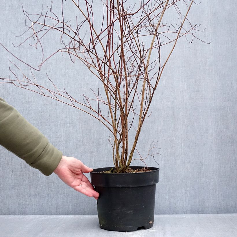 Exemplar von Lemoines Pfeifenstrauch - Philadelphus lemoinei Topf mit 7,5L/10L wie im Winter geliefert