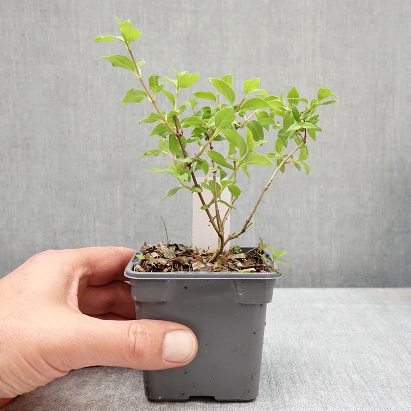 Exemplar von Lemoines Pfeifenstrauch Manteau d'Hermine - Philadelphus lemoinei Kleine Töpfe von 8/9 cm wie im Frühjahr geliefert