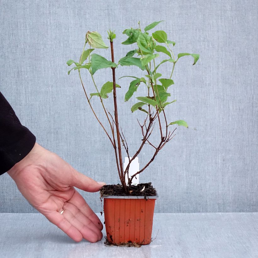 Exemplar von Pfeifenstrauch Belle Etoile - Philadelphus Kleine Töpfe von 8/9 cm wie im Herbst geliefert