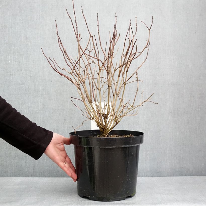 Exemplar von Europäischer Pfeifenstrauch Aureus - Philadelphus coronarius Topf mit 7,5L/10L wie im Winter geliefert