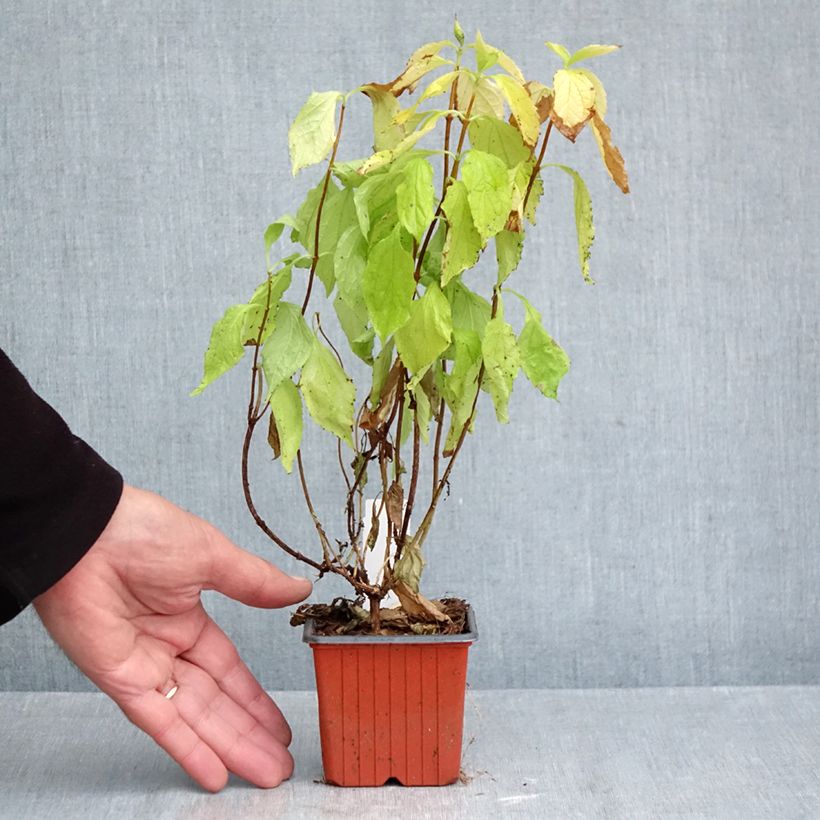 Exemplar von Europäischer Pfeifenstrauch Aureus - Philadelphus coronarius Kleine Töpfe von 8/9 cm wie im Herbst geliefert